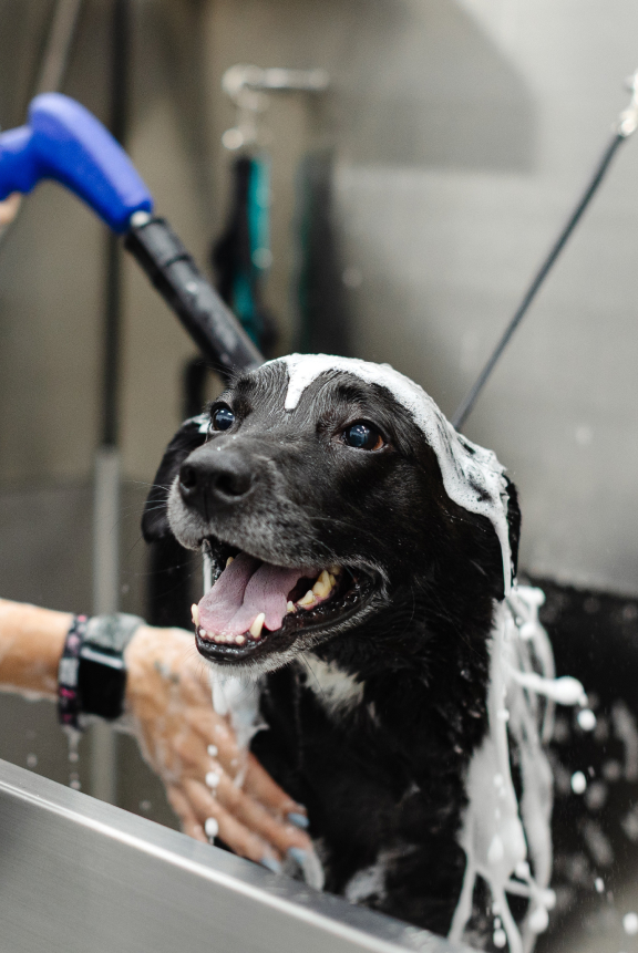 K9 Wellness Scottsdale