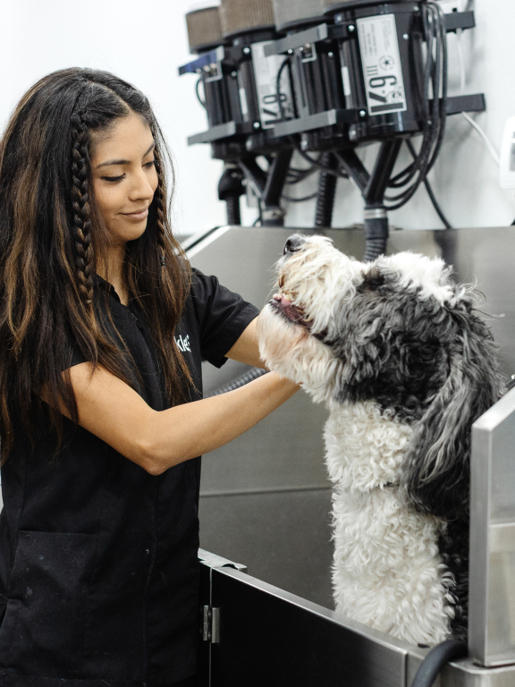 Scottsdale Dog Grooming
